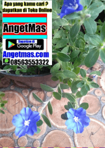 tanaman bunga baby blue