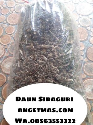 Daun sidaguri kering