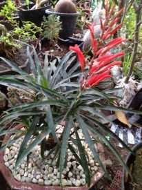 Jual tanaman hias nanasan