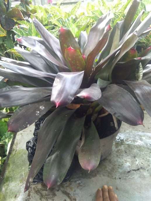 Jual bibit bunga bromelia