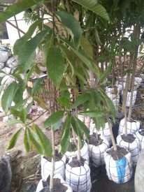 Jual bibit tanaman canon ball