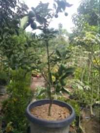 bibit tanaman jeruk tong heng