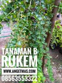 Jual tanaman buah rukem
