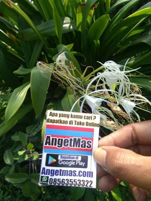 Jual tanaman bakung