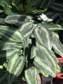 Read more about the article Tananan kelad