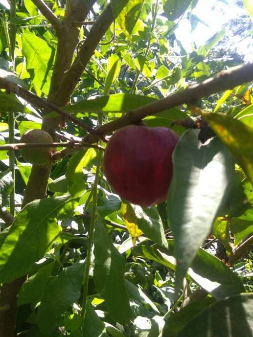 Buah Mahkota Dewa