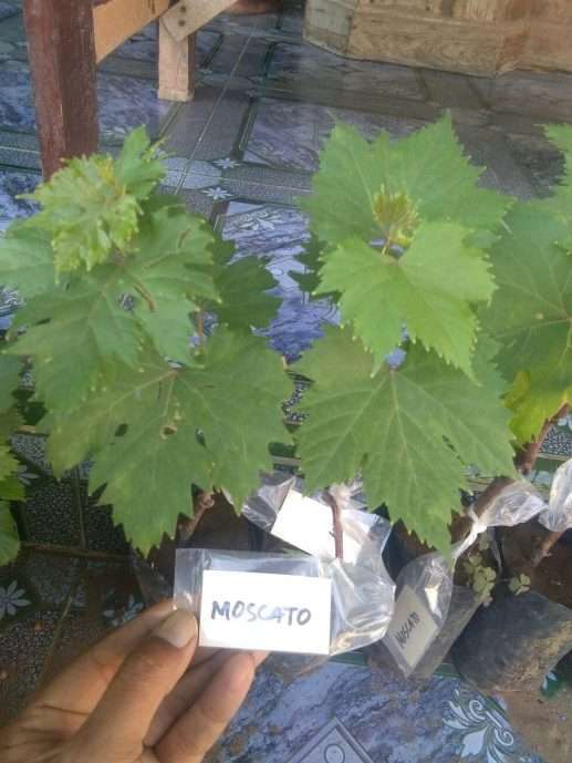 Bibit tanaman Anggur moscato
