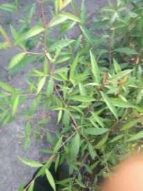 Jual tanaman prasman