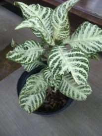 tanaman bunga aliandra