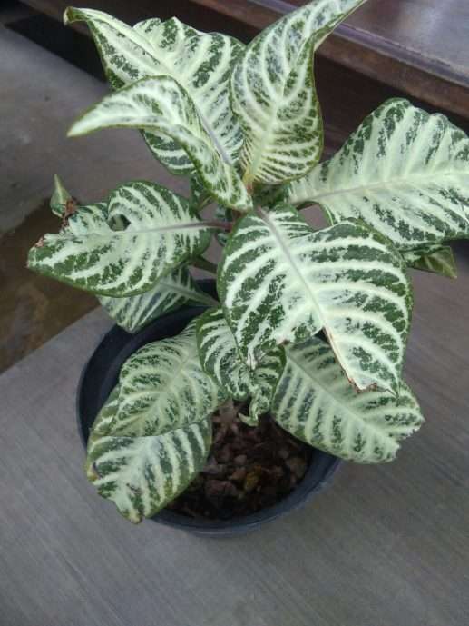 tanaman bunga aliandra