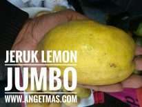 Read more about the article Tanaman Jeruk lemon jumbo