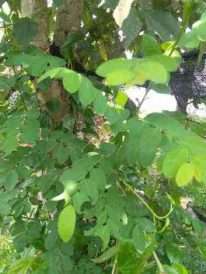 daun tampal besi segar