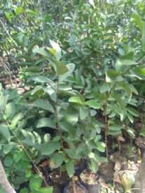 jual tanaman jambu kristal