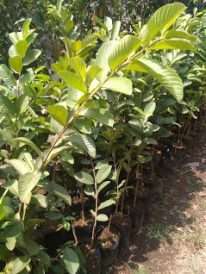 bibit tanaman buah jambu kristal