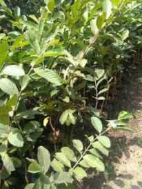 bibit buah jambu kristal