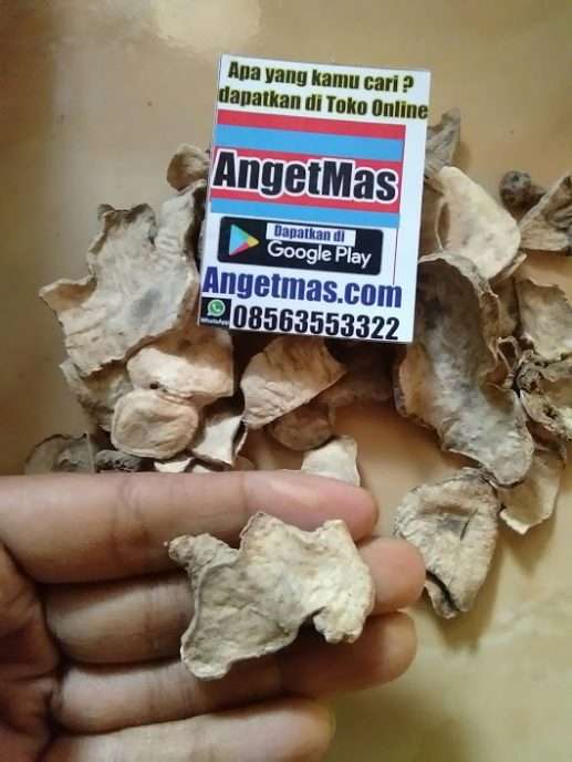 umbi daun dewa