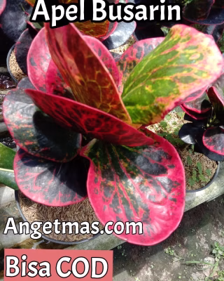 Tanaman bunga puring apel busarin