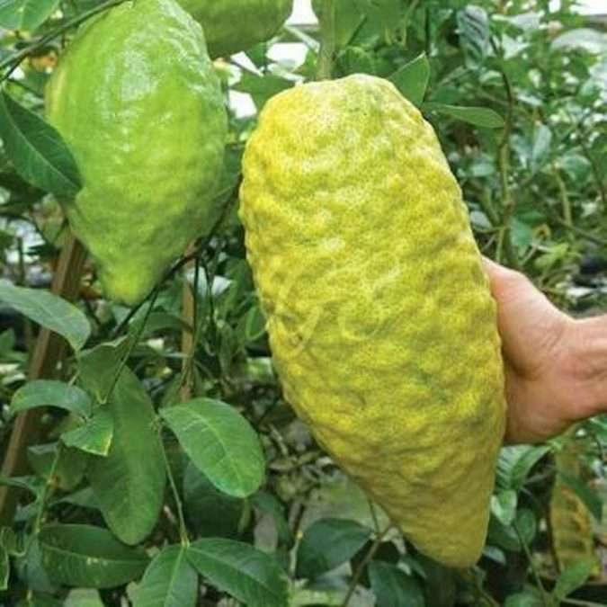 Tanaman buah Jeruk jerpaya atau pepaya