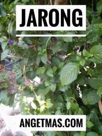 Jual tanaman pecut kuda