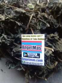 Jual daun insulin kering