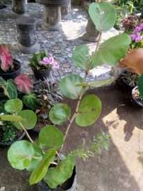 Manfaat tanaman anggur laut