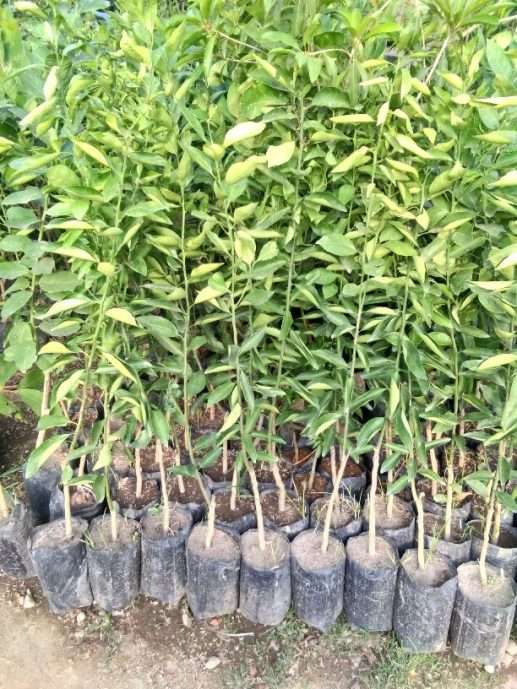 Jual bibit tanaman buah jeruk siam