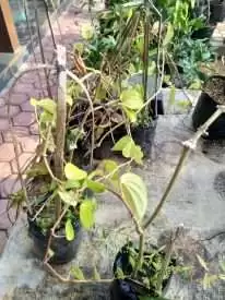 Jual tanaman sirih kuning