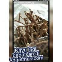 Akar Manis atau Kayu legi