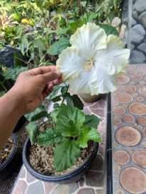 tanaman bunga sepatu