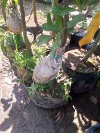 Tanaman buah nagka madu sudah berbuah