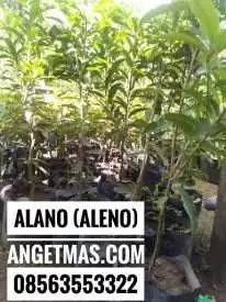 Jual bibit tanaman buah sawo alano atau aleno