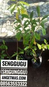 Manfaat tanaman srigunngu atau senggugu