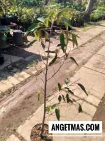 Jual tanaman durian cane