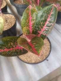 jual tanaman aglaonema adelia
