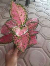 jual bibit tanaman bunga aglaonema anjamani