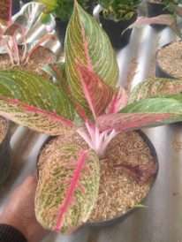 jual bibit tanaman bunga aglaonema legacy