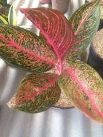 jual tanaman bnga aglaonema tiara