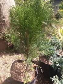 jual bibit tanaman hias bunga cemara medan