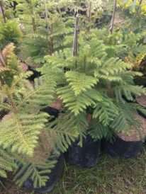 jual tanaman cemara pentris