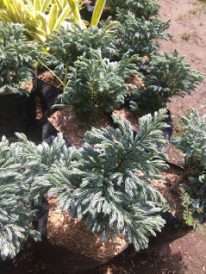 jual tanaman cemara perak