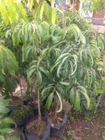 bibit tanaman buah keleng