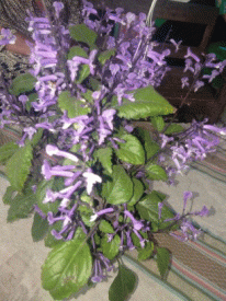 Jual bibit tanaman bunga warna ungu