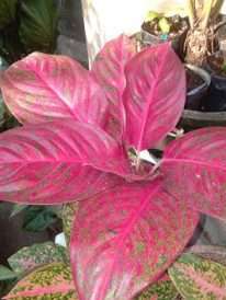 Read more about the article Tanaman aglaonema cassandra