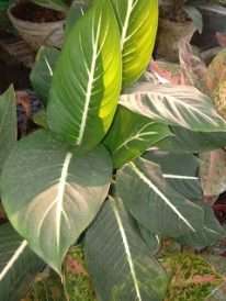 tanaman aglaonema given