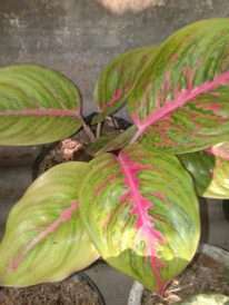 Read more about the article Tanaman aglaonema hipapa