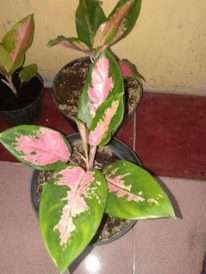 tanaman aglaonema kochin