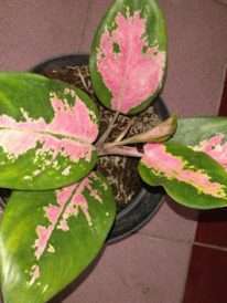 jual tanaman aglaonema kocin