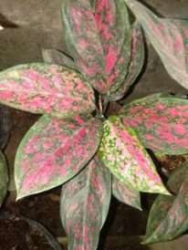 jual tanaman bunga aglaonema venus
