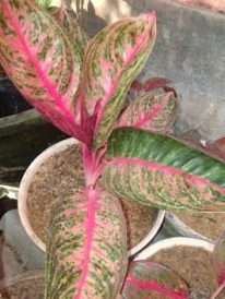 jual tanaman aglaonema widuri