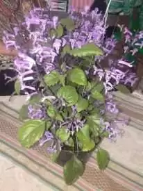 Tanaman bunga warna ungu